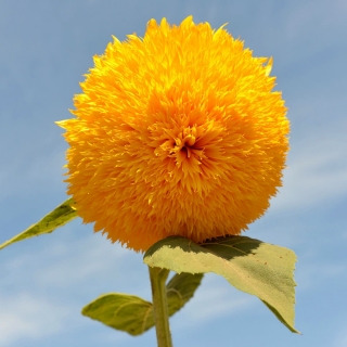 Słonecznik ozdobny wysoki – Sungold Tall