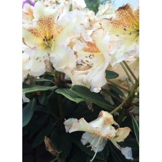 Rododendron herbaciany, Rhododendron wielkokwiatowy - Bernstein - sadzonka