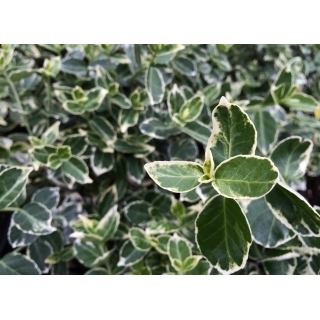 Trzmielina - Emerald Gaiety - duża sadzonka