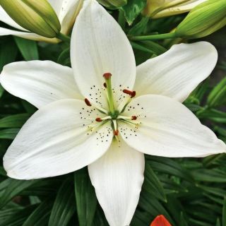 Lilia azjatycka biała - White