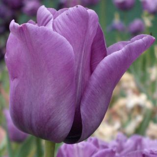 Tulipan Blue Aimable - opak. 5 szt.