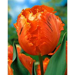 Tulipan Orange Favourite - opak. 5 szt.
