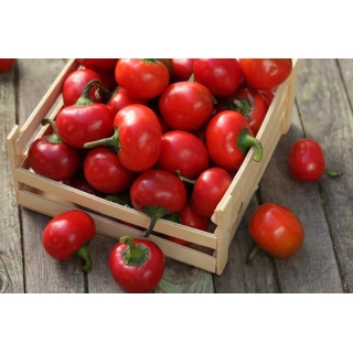 Papryka Ontara - pomidorowa