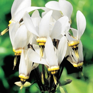 Bożykwiat Meada - biały - 1 szt.