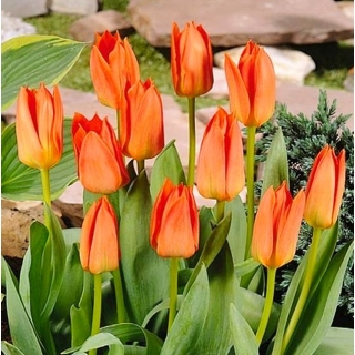 Tulipan Orange Brilliant - opak. 5 szt.