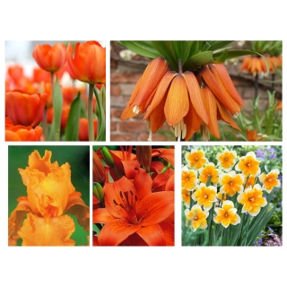Zestaw kwiatów w kolorze pomarańczowym - 5 gatunków