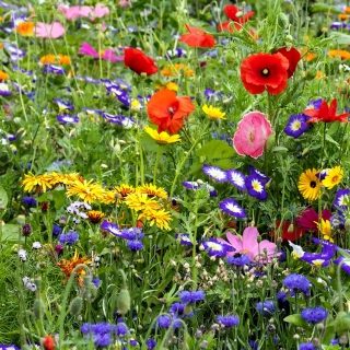 Kwietna łączka - mieszanka ponad 40 gatunków kwiatów polnych