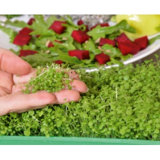 Microgreens - Rukiew wodna - młode listki o unikalnym smaku