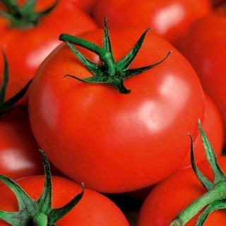 Pomidor Płomień - gruntowy, średnio wczesny o silnym wzroście