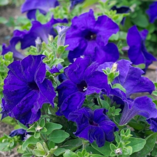 Petunia ogrodowa - Kaskada niebieska - Superkaskadia