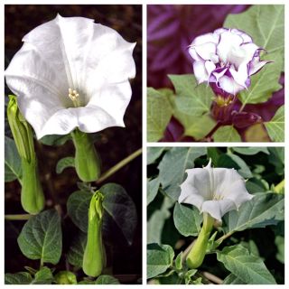 Bieluń - zestaw 3 odmian nasion kwiatów