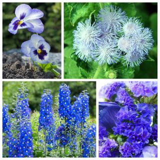 Błękitna Przystań - zestaw 4 odmian nasion kwiatów
