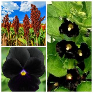 Czarna Mamba - zestaw 3 odmian nasion kwiatów