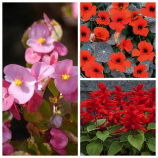 Fantastic Garden - zestaw 3 odmian nasion kwiatów