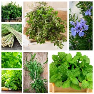 Herb Garden - zestaw 8 rodzajów ziół, sekret smaku i aromatu