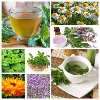 Herbs&Nature - naturalny klucz do zdrowia - zestaw 8 rodzajów ziół