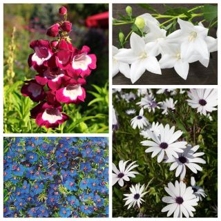 Marzenie Botanika - zestaw 4 odmian nasion kwiatów