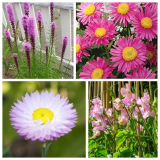 Pink Sensation - zestaw 4 odmian nasion kwiatów