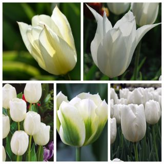 Tulipany białe - zestaw najpiękniejszych odmian - 50 szt.