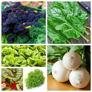 Warzywna Wyspa 2 - zestaw 6 rodzajów warzyw odpowiedzialnych za wzmocnienie organizmu