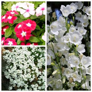 Wiosenne Przebudzenie - zestaw 3 odmian nasion kwiatów