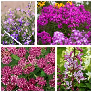 Zapach Lata - zestaw 4 odmian nasion kwiatów