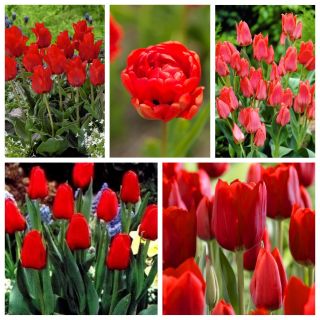 Zestaw tulipanów w odcieniach czerwieni - 50 szt.