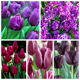 Zestaw tulipanów w odcieniach fioletu - 200 szt.