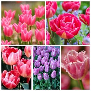 Zestaw tulipanów w odcieniach różu - 200 szt.