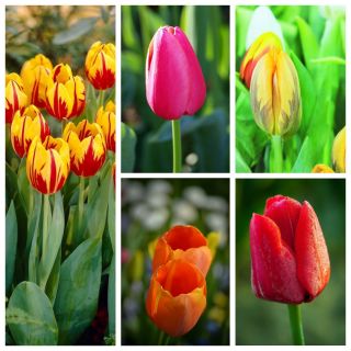 Tulipan pojedynczy wczesny - zestaw odmian w różnych kolorach - 50 szt.