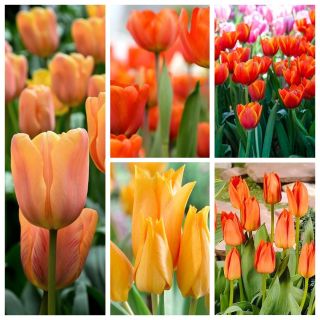 Zestaw tulipanów w kolorze pomarańczowym - 200 szt.