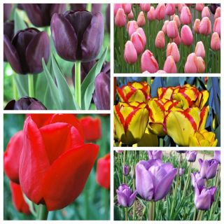 Tulipan pojedynczy późny - zestaw kolorowych odmian - 50 szt.