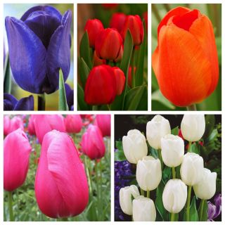 Tulipan Triumpha - zestaw odmian w podstawowych kolorach - 50 szt.