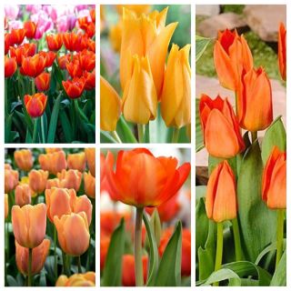 Zestaw tulipanów w kolorze pomarańczowym - 50 szt.