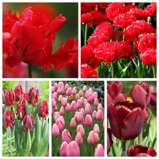 Tulipan na kwiat cięty - zestaw odmian w odcieniach koloru czerwonego i różowego - 50 szt.