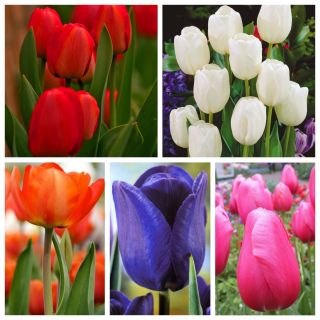 Tulipan - zestaw kolorowych odmian na kwiat cięty - 50 szt.