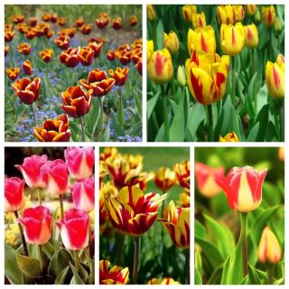 Tulipan Triumpha - odmiany o kwiatach dwukolorowych - zestaw II - 60 szt.