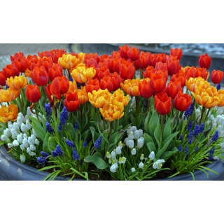 Zestaw tulipanów w kolorze czerwonym i pomarańczowym + szafirek biały i niebieski - 60 szt.