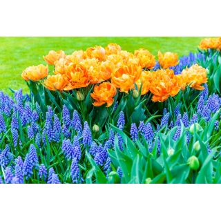 Zestaw - tulipan pełny pomarańczowy i szafirek niebieski - 50 szt.
