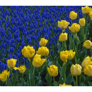 Zestaw - tulipan żółty i szafirek niebieski - 50 szt.