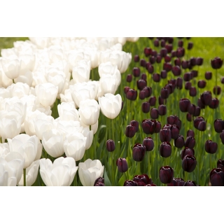 Tulipan biały + ciemnobordowy - zestaw 30 szt.