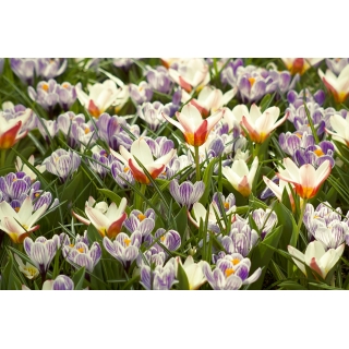Zestaw roślin w dwóch kolorach - tulipan kremowo-czerwony i krokus fioletowo-biały - 60 szt.