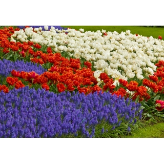 Zestaw tulipan pełny pomarańczowy i biały z szafirkiem niebieskim - 50 szt.