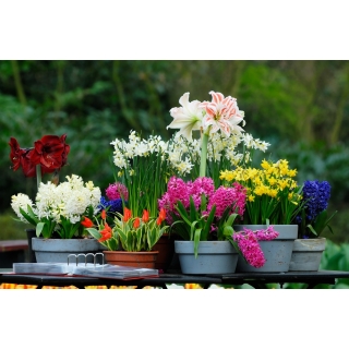 Zestaw dekoracyjnych kwiatów - 8 odmian