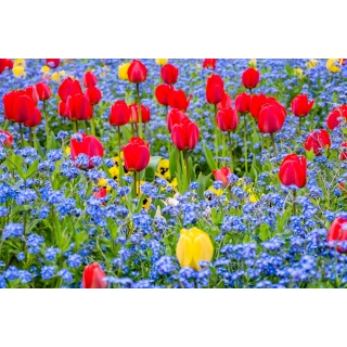 Tulipan czerwony i niezapominajka alpejska niebieska - zestaw cebulek i nasion