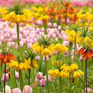 Zestaw - korona cesarska żółta i tulipan różowy - 18 szt.