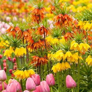 Zestaw - korona cesarska pomarańczowa, żółta i tulipan różowy - 21 szt.