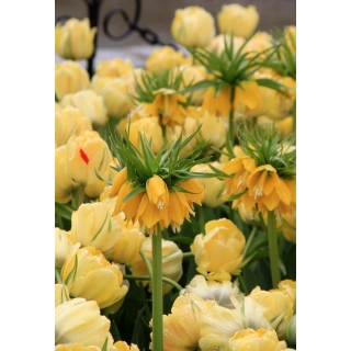 Zestaw - korona cesarska żółta i tulipan pełny żółty - 18 szt.