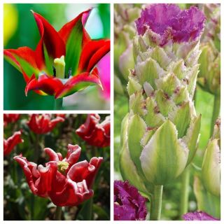 Zestaw najbardziej oryginalnych tulipanów - 6 odmian - 30 szt.