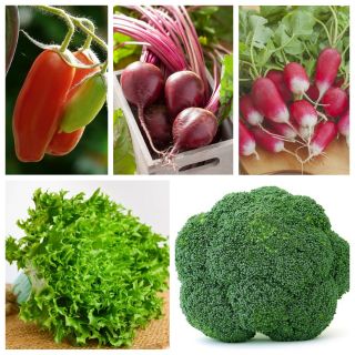 BIO warzywa - zestaw 3 - 15 gatunków nasion warzyw